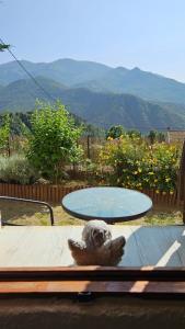 Maisons de vacances Location de charme au coeur de la Corse - Piscine privative - calme - nature : photos des chambres