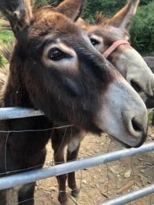 Maisons de vacances Location de charme au coeur de la Corse - Piscine privative - calme - nature : photos des chambres