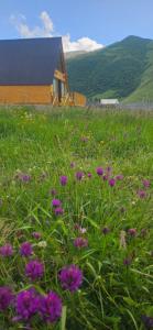 Mountain hut in Kazbegi