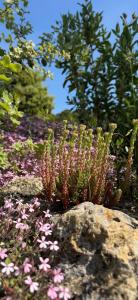 Appartements Maison Martens Villa & Appartement : photos des chambres