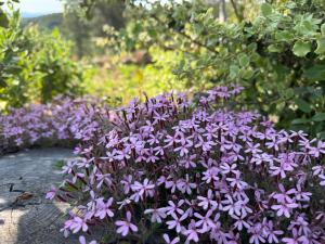 Appartements Maison Martens Villa & Appartement : photos des chambres