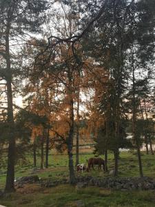 Taivasalla glamping - luxury stay with a view to the lake