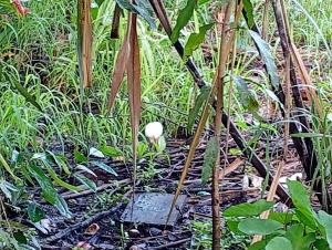 Amazona un pequeño mundo de corcobado serca del oceano