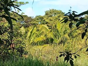Amazona un pequeño mundo de corcobado serca del oceano