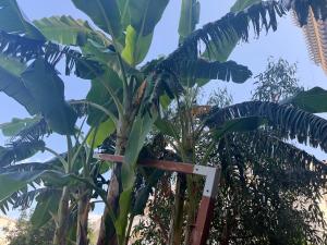 The Apartments Tropea