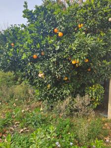 Maisons de vacances le mas aux orangers : photos des chambres