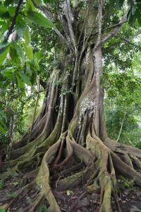 La Merecida, Nature Reserve, Coffee Cocoa Wellness