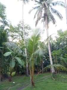 Bamboo BayBay Resort
