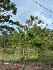 Casa Lisieux- Jericó