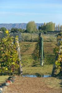 Martyniuk lodges entre viñedos