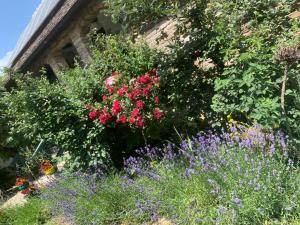 Ilkićev kućerak Apartman