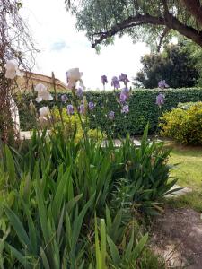 Marius et Rose en Provence