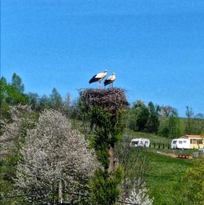 Domki Nad Bocianim Gniazdem