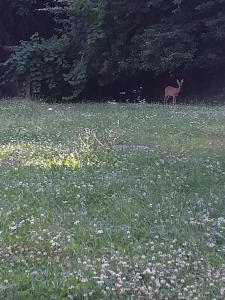 NAŠE VAŠE Domček pod starým mestom