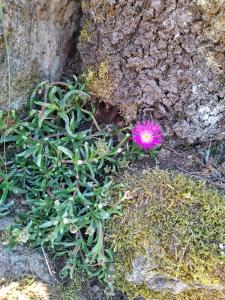 Maisons de vacances Gite Chez Arnaoutou : photos des chambres