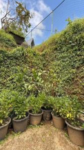 Breezy Loft - Nuwara Eliya