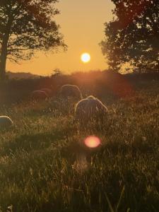 Sejours a la campagne La ferme de beau soleil Gite et cabanes : photos des chambres