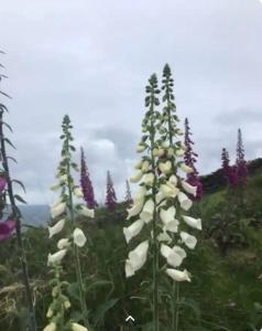 Lomonagh Lodge Portmagee