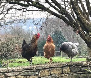 Stunning stone cottage on Baths doorstep