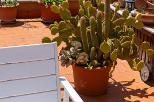 Le terrazze di Minerva