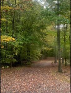 Primitive Camp Sites