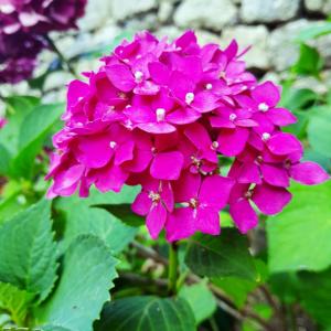 Gite ASINA chez GITE QUE CANTA