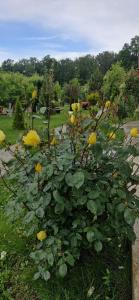 Garden Pypa