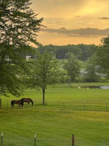 Horse Hideaway Fenced in back yard Dogs Welcome