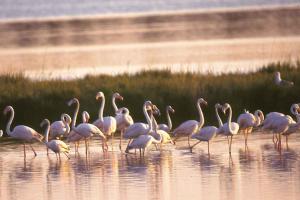 Two-Bedroom Apartment Rosolina Mare near Sea 12