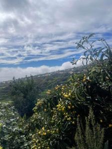 Calheta Suite Jardim - Adults-only suite met vrijstaand bad en tuinzicht