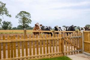 Oak at Pinfold Barns