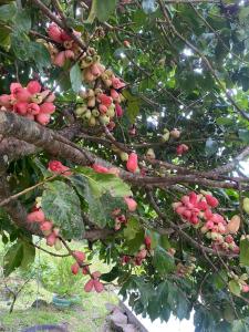 Ecos del Poás vista al jardín