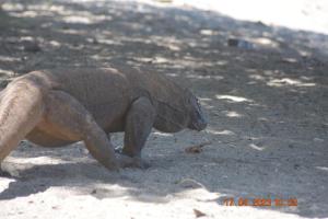 4D3N CRUISE Lombok-Komodo-Flores