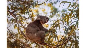 Pine Hill Tiny House by Tiny Away