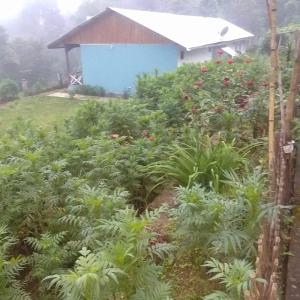 Sai Lakshmi Homestay