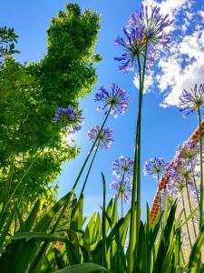 Mas de Tribies - Charme, Piscine, SPA