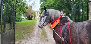 B&B / Chambres d'hotes La Residence du Vignoble L-Homme Cheval : photos des chambres