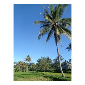 Rice Terrace Bungalows
