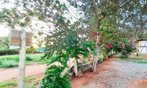 Chalé Madeira Nobres Asa Própria