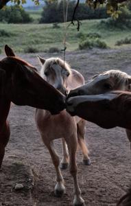 Villa Tina Family Resort Plitvice Lakes