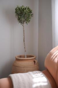 Spiti an urban heaven