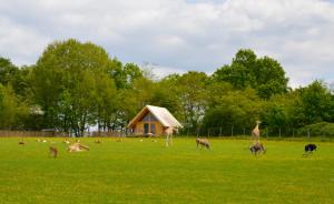 Les Lodges Du Reynou : photos des chambres