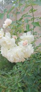 FAMILY COTTAGES Arumeru - Ubytování bez kategorie ve městě Arusha