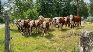 Cosy cabin in the heart of Småland