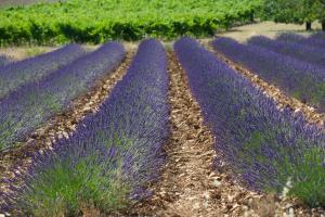 Appartements Apartments - Experience of PROVENCE : photos des chambres