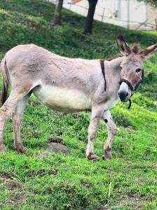 Carrera Living Family Apartments