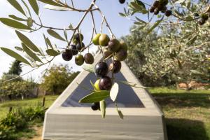 Glamping la lodola