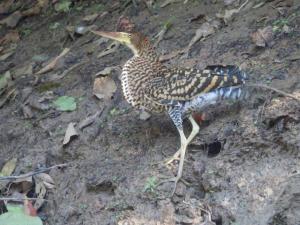 Amazon eagle Explore