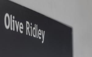 The Frangipani Tree by Edwards Collection - Thalpe