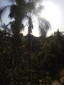 Bonanza Garden Suite s